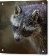 Raccoon Portrait Acrylic Print