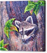 Raccoon's Sleepy Hollow Acrylic Print