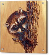 Racoon 2pillow/bag Acrylic Print