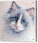 Ragdoll Cat Acrylic Print