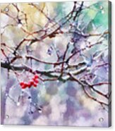Rain Berries Acrylic Print