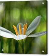 Rain Lily Covered In Droplets Acrylic Print