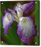 Rain-soaked Iris Acrylic Print
