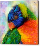 Rainbow Lorikeet Acrylic Print