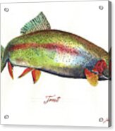 Rainbow Trout Acrylic Print