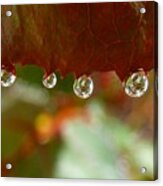 Raindrops On A Red Leaf Acrylic Print