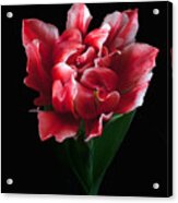 Rare Tulip Willemsoord Acrylic Print