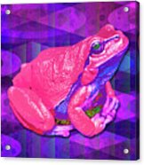 Raspberry Frog Acrylic Print
