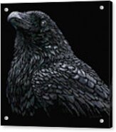 Raven Acrylic Print