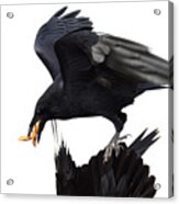 Ravens Acrylic Print