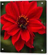 Ravishing Red Dahlia With Bee Acrylic Print