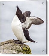 Razorbill Acrylic Print