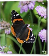 Red Admiral Butterfly And Pincushion Flower Acrylic Print