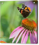Red Admiral On Cone Flower Acrylic Print