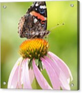 Red Admiral Sails On Cone Flower Acrylic Print