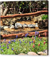 Red And Bluebonnets Acrylic Print