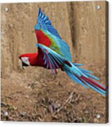 Red-and-green Macaw Acrylic Print