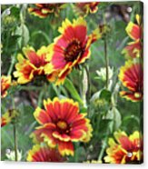 Red And Yellow Daisy Dreams Acrylic Print