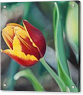 Red And Yellow Tulip Acrylic Print