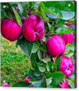 Red Apples Acrylic Print