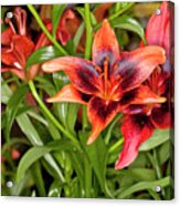 Red Asiatic Lilies Acrylic Print