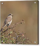 Red-backed Shrike Juv. - Lanius Collurio Acrylic Print