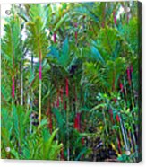 Red Bamboo H Acrylic Print