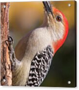 Red Bellied Woodpecker's Toolkit Acrylic Print