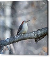 Red-bellied Woodpecker In Snow Acrylic Print