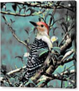 Red Bellied Woodpecker Acrylic Print