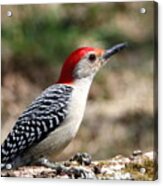 Red-bellied Woodpecker Acrylic Print