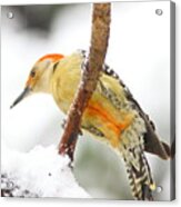 Red-bellied Woodpecker With Snow Acrylic Print
