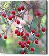 Red Berries And Raindrops Acrylic Print