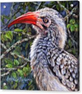 Red Billed Hornbill Acrylic Print