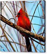 Red Bird Sitting Patiently Acrylic Print