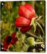 Red Buttercup Acrylic Print