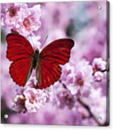 Red Butterfly On Plum  Blossom Branch Acrylic Print