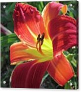 Red Canna Lily Acrylic Print