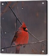 Red Cardinal Acrylic Print