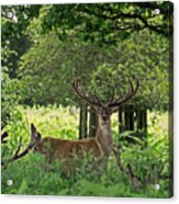Red Deer Stag Acrylic Print