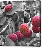 Red Dogwood Fruit Partial Color Acrylic Print