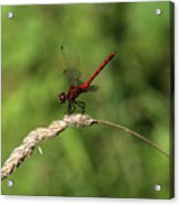 Red Dragonfly 070818 Acrylic Print