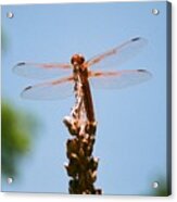 Red Dragonfly Acrylic Print