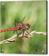 Red Beauty Stem Walking Acrylic Print