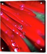 Red Droplets Acrylic Print
