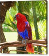 Red Eclectus Parrot Acrylic Print