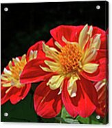 Starsister Dahlia Duo Macro Acrylic Print