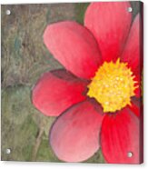 Red Flower Acrylic Print