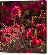 Red Flowering Quince Schrub Acrylic Print
