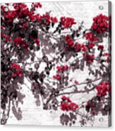 Red Flowers On White Walls Acrylic Print